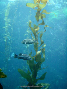 Biofilam - ekologisk kelp